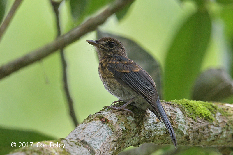 Flycatcher, Mangrove Blue (juv) @ Dolores