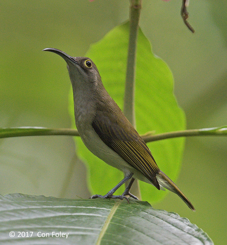 Spiderhunter, Pale @ Crocodile Farm