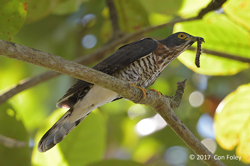 Cuckoo, Large Hawk @ Crocodile Farm