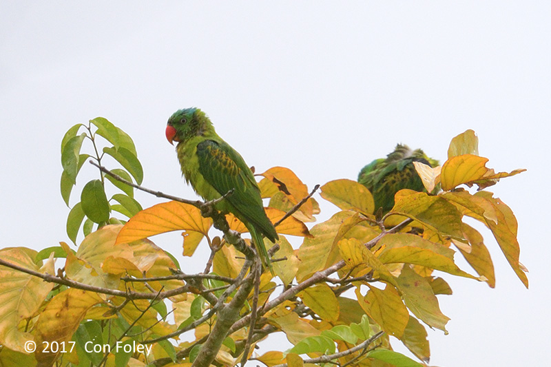 Parrot, Blue-naped @ road to Napsan