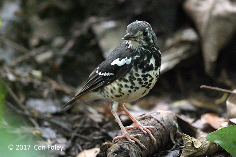 Thrush, Ashy @ La Mesa Eco Park