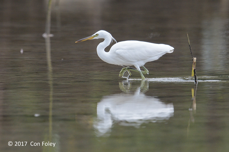 Egret, Chinese @ Princesa Garden Resort