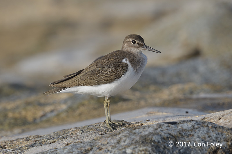 Sandpiper, Common @ Marina East Drive