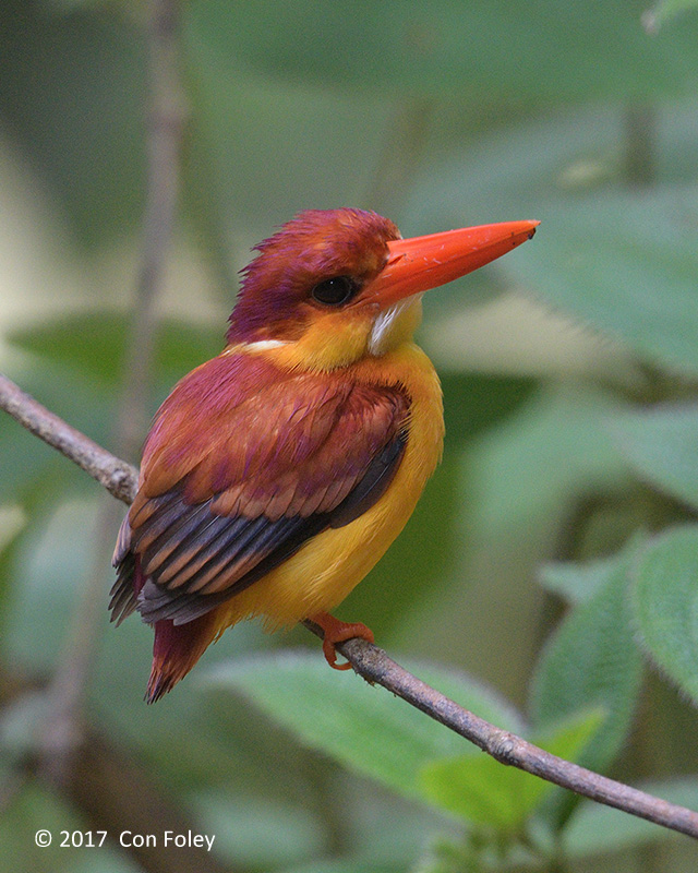 Kingfisher, Rufous-backed