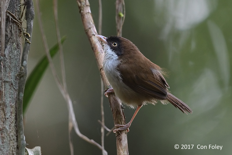 Babbler, Dark-fronted @ Bodinagala