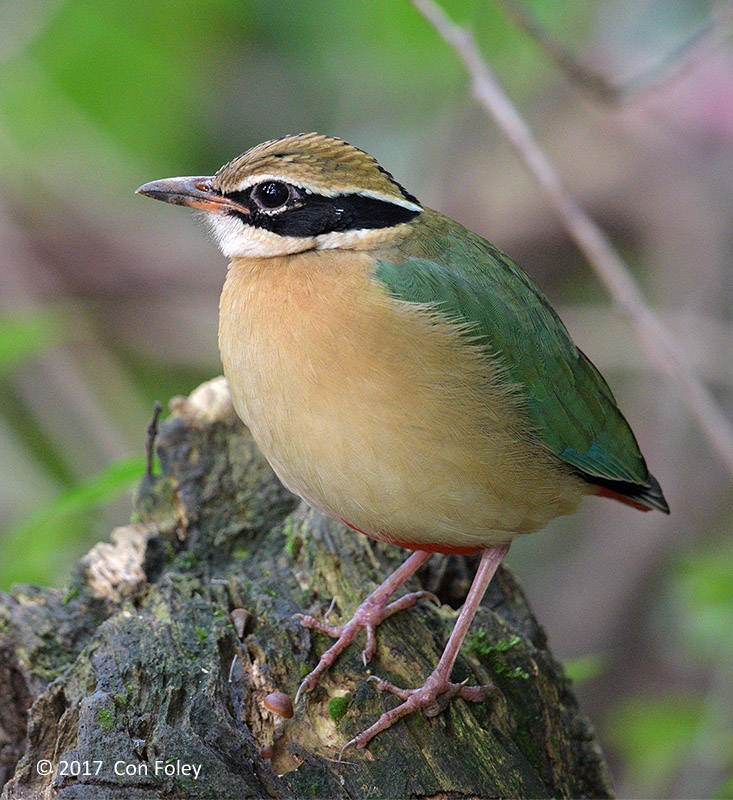 Pitta, Indian @ Victoria Park