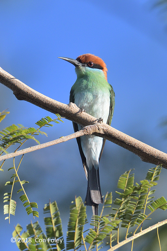 Bee-eater, Rufous-crowned @ Subic