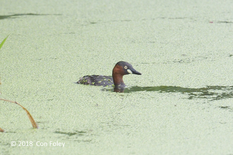 Grebe, Little @ Chuping, Perlis