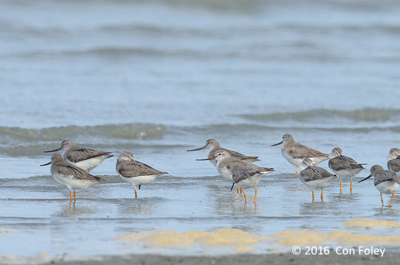 Sandpiper, Terek @ Mersing