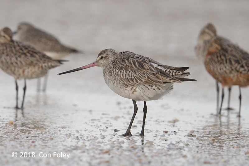 Godwit, Bar-tailed @ Mersing