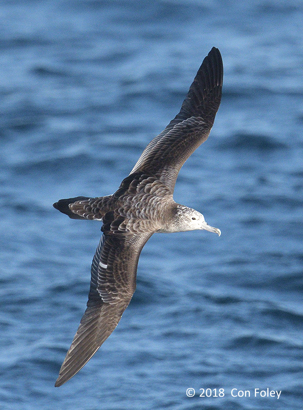 Shearwater, Streaked @ Izu islands