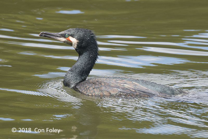 Cormorant, Great @ Imperial Palace