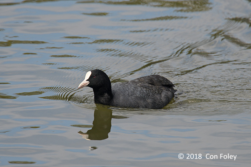 Coot, Eurasian @ Imperial Palace