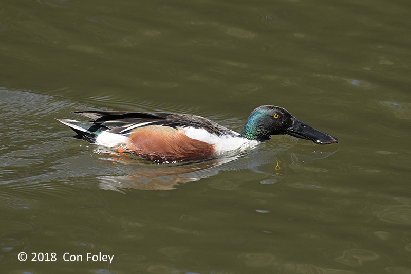 Shoveler, Northern (male) @ Imperial Palace