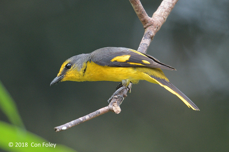 Minivet, Scarlet (female)