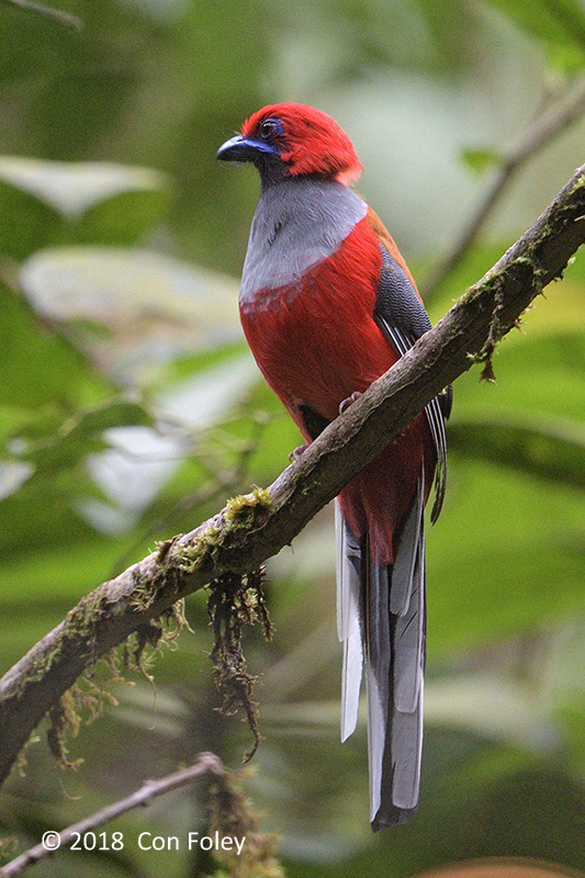 Trogon, Whiteheads (male) @ Mt. Kinabalu