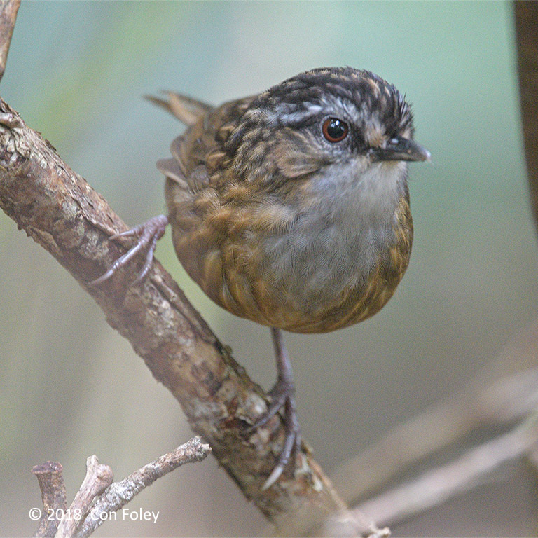 Wren-babbler, Mountain @ Kinabalu