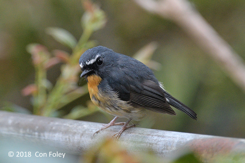 Flycatcher, Snowy-browed (male) @ Kinabalu