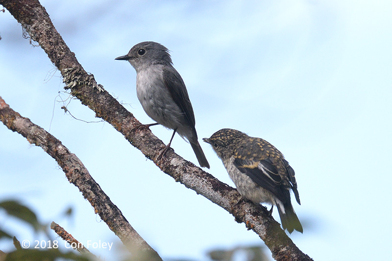 Flycatcher, Little Pied (fem + juv) @ Kinabalu