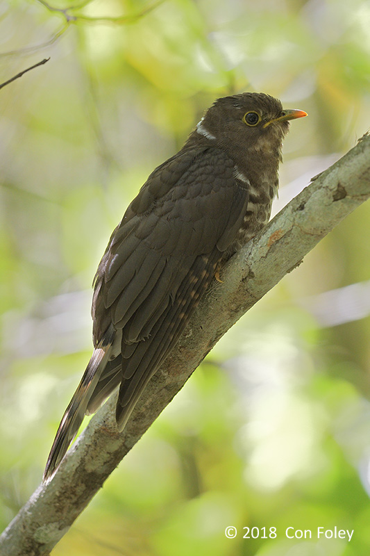 Cuckoo, Dark Hawk (juv) @ Kinabalu