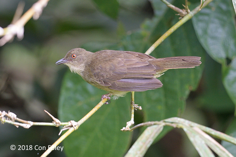 Bulbul, Cream-vented @ RDC