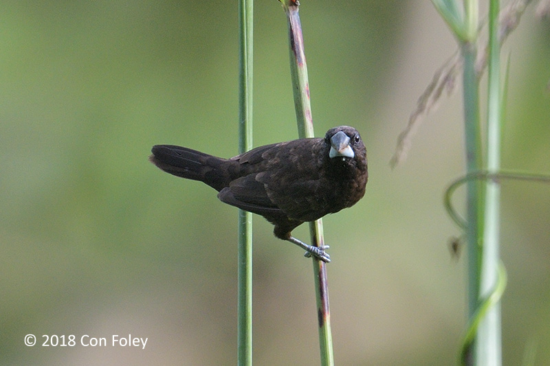 Munia, Dusky 508_5057.jpg