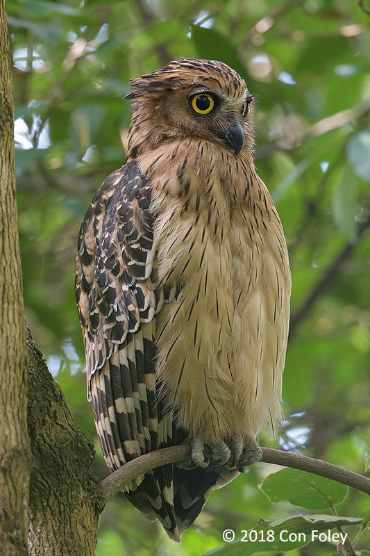 Owl, Buffy Fish (male) @ Botanic Gardens