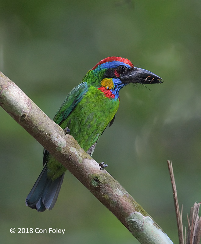 Barbet, Red-crowned @ Seletar