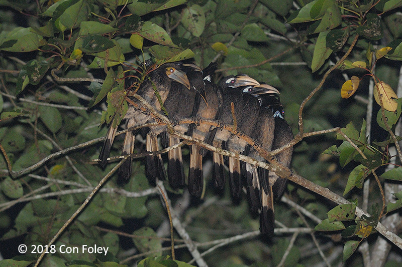 Hornbill, Bushy-crested (group) @ Gomantong Caves