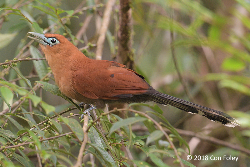 Malkoha, Raffless (male)