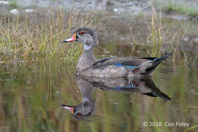 Duck, Wood (juv male) @ Bar Harbor
