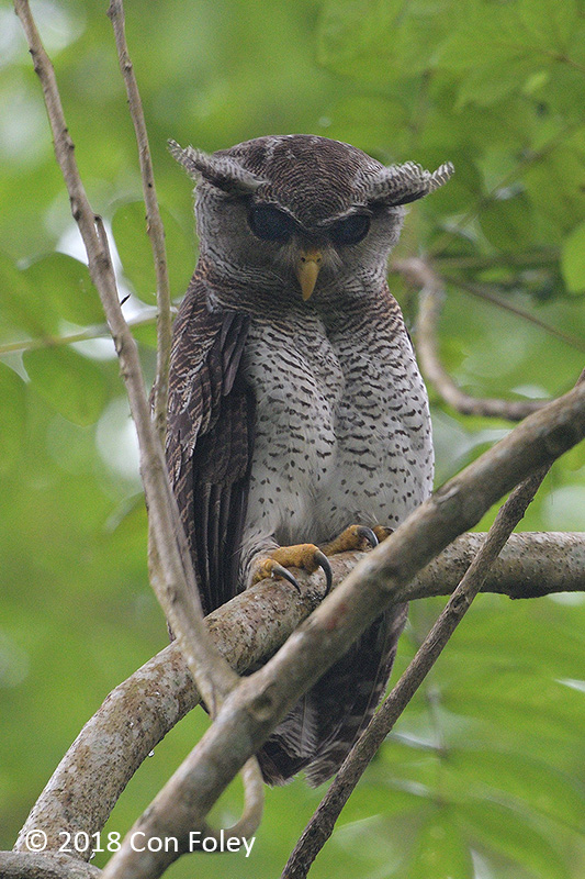 Owl, Barred Eagle (juv) @ Jln Asas