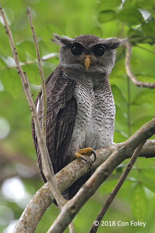 Owl, Barred Eagle (juv) @ Jln Asas