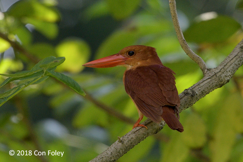 Kingfisher, Ruddy @ Bidadari