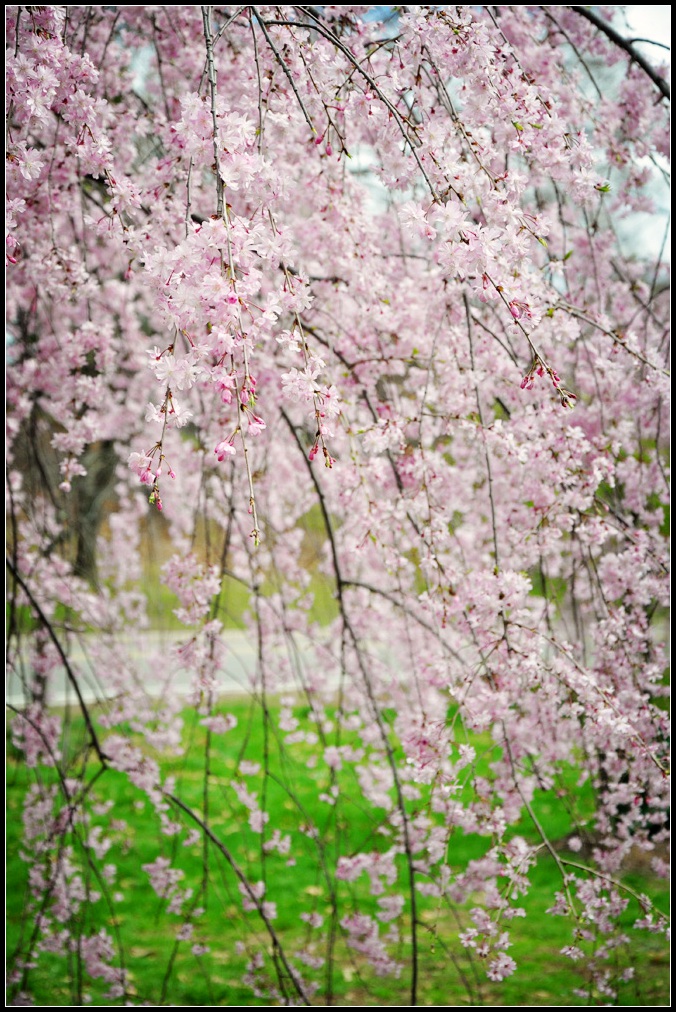 DSC_9388_1.jpg
