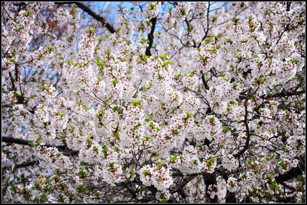 DSC_9433_1.jpg