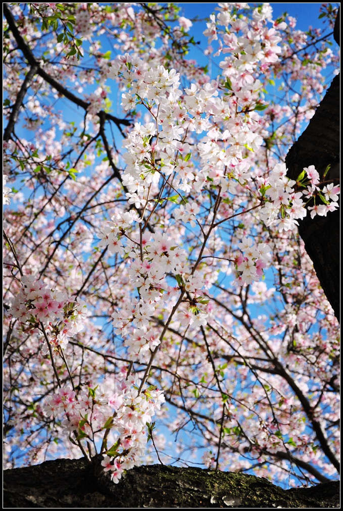 DSC_9490_1.jpg