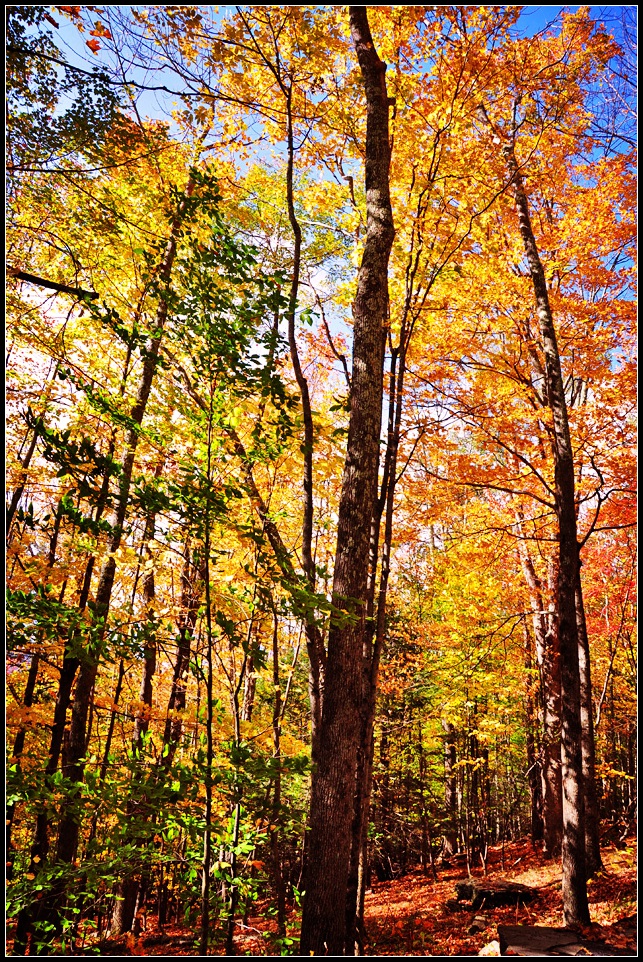 DSC_4610_1.jpg