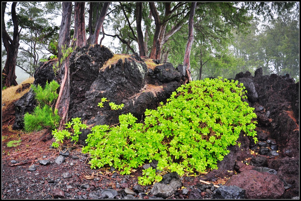 DSC_7746_1.jpg