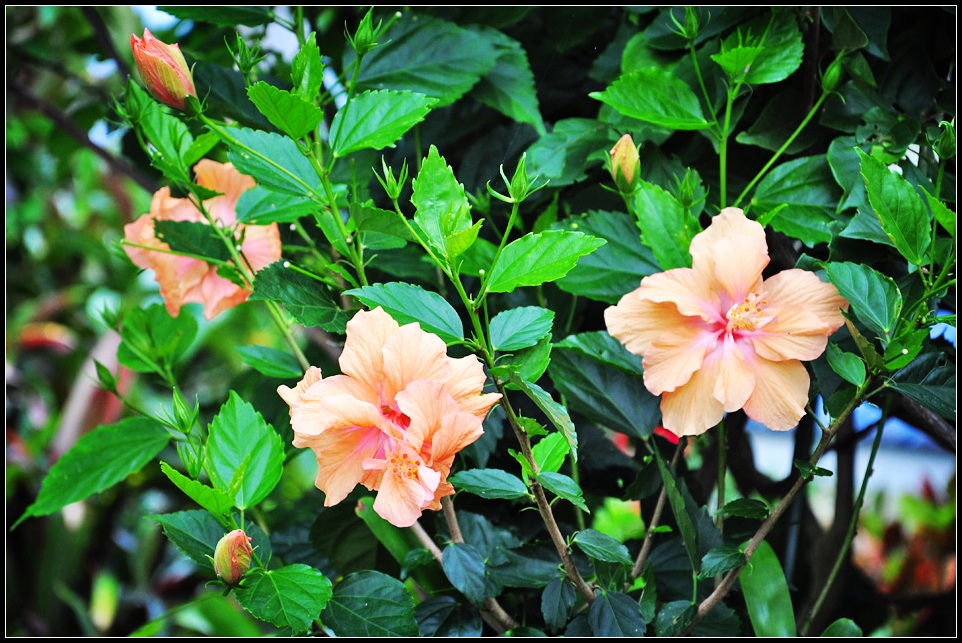 DSC_7825_1.jpg