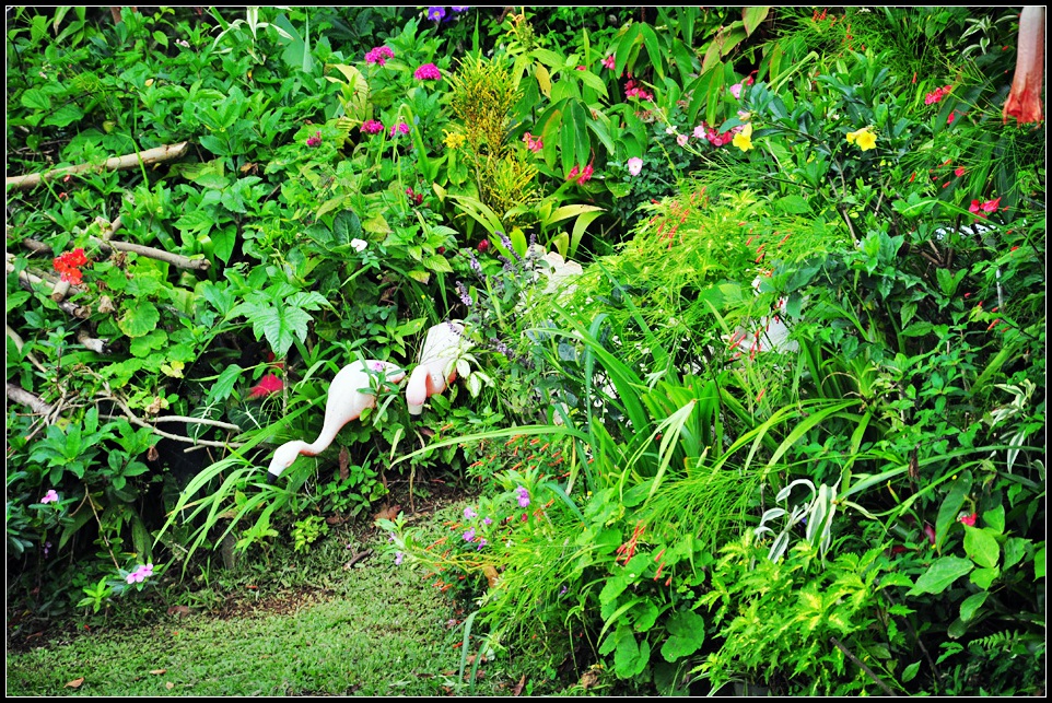 DSC_7862_1.jpg
