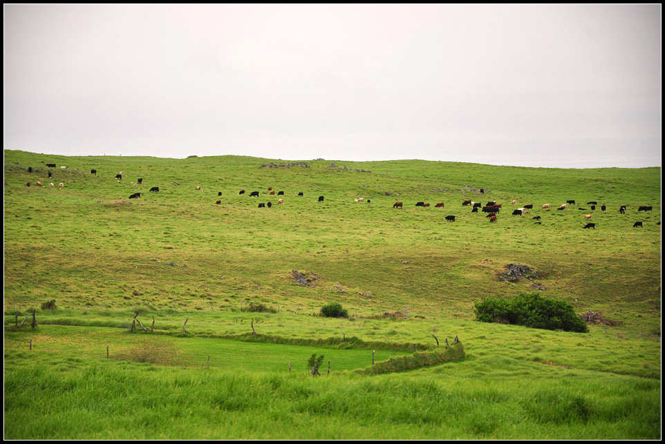 DSC_7917_1.jpg