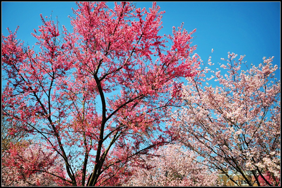 DSC_1420_1.jpg
