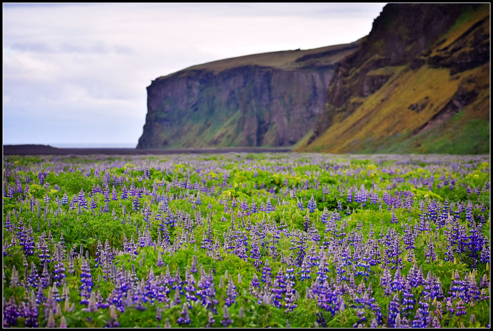 DSC_0484_1.jpg