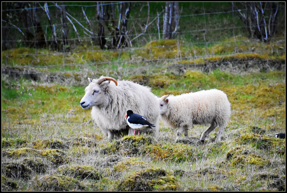 DSC_0522_1.jpg