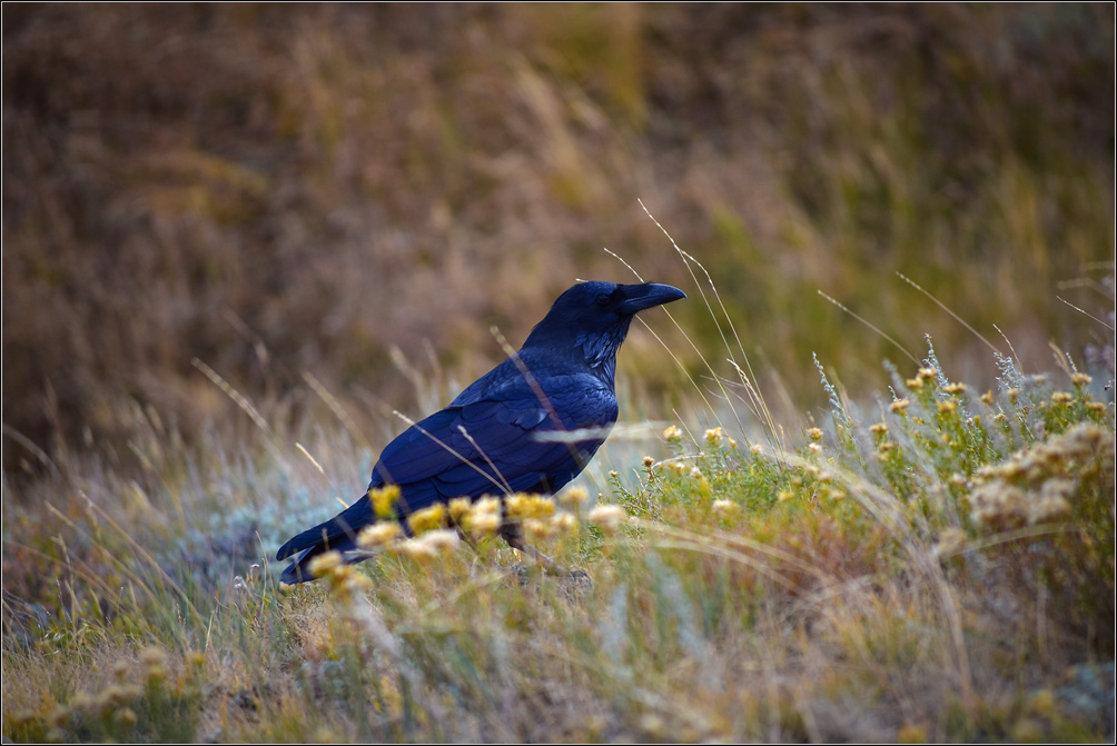 DSC_1766_1.jpg