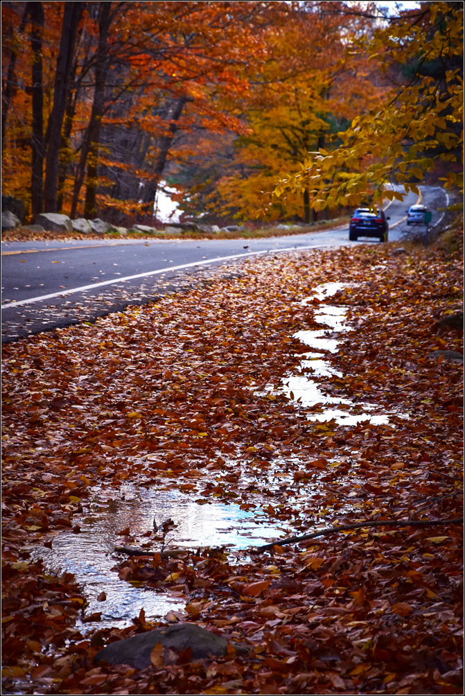 DSC_2947_1.jpg