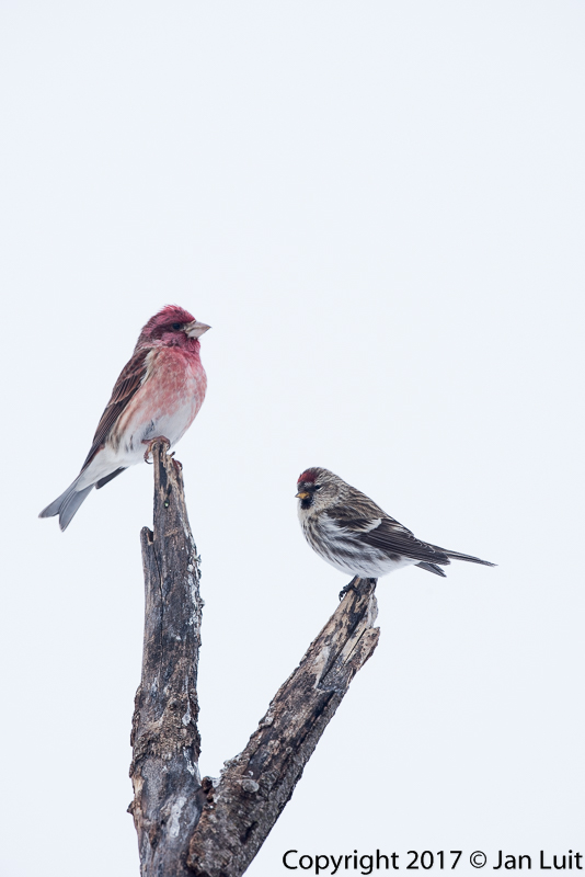 Common Redpoll & Purple Finch