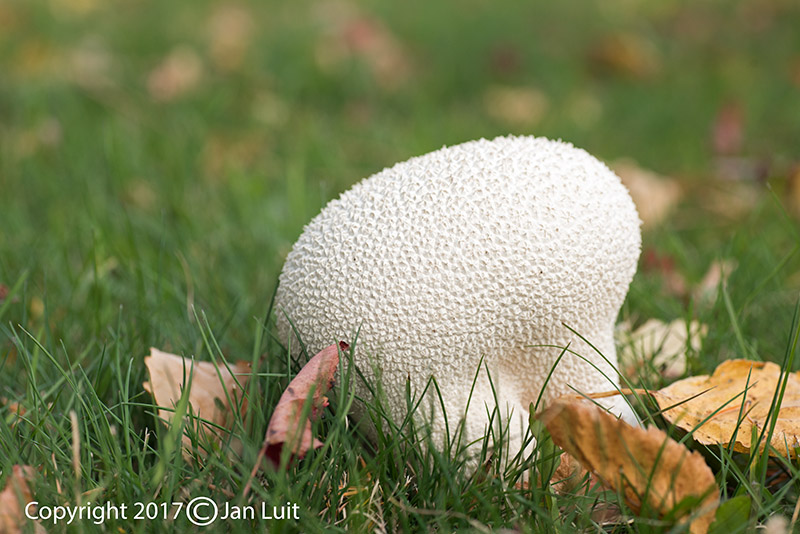 Pestle Puffball