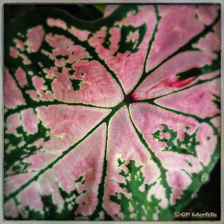 Caladium